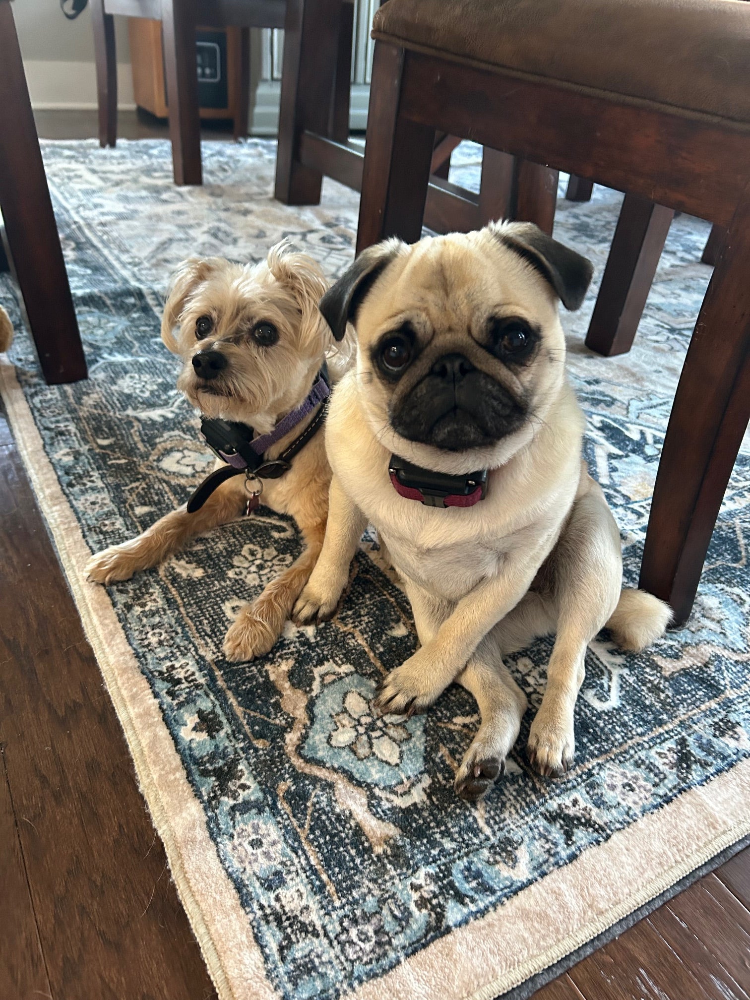 Pet Lovers Personalized Coloring Book